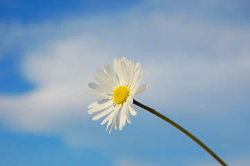 Image showing daisy under blue spring sky