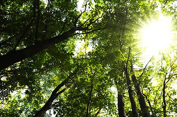 Image showing trees in the woods