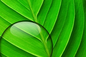 Image showing green leaf with water drop