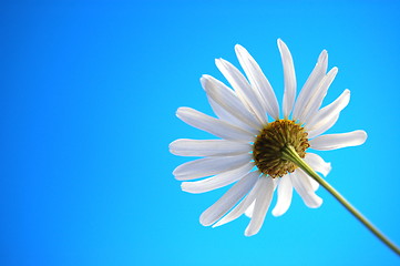 Image showing daisy from beliw in summer under blue sky