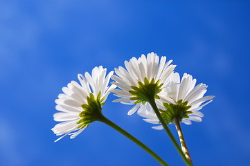 Image showing daisy under blue sky
