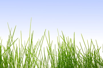 Image showing grass