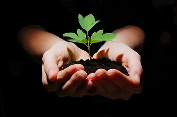 Image showing young plant with soil in hands