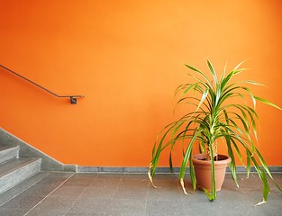 Image showing plant in pot on a orange wall