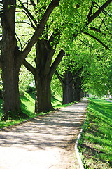 Image showing summer tree alley