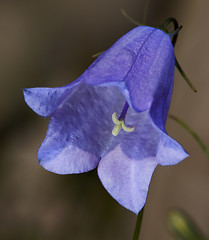 Image showing Bellflower (Campanula) flower