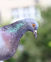 Image showing pigeon