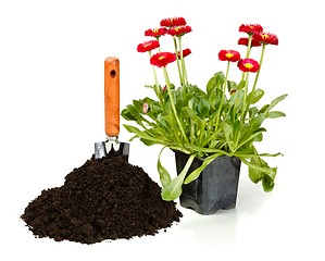 Image showing Flower planting
