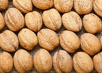 Image showing Top view of arranged walnuts