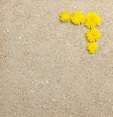 Image showing Dandelion flowers on sand texture