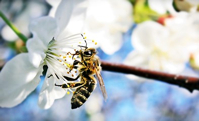 Image showing Bee at Work