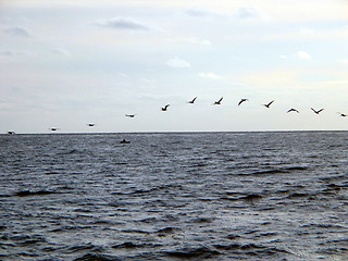 Image showing pelicans over Pacific
