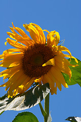 Image showing Sunflower2