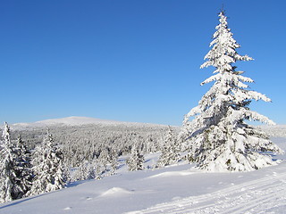 Image showing View towards Nevelfjell with tree in front