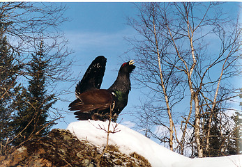 Image showing capercaillie