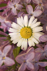 Image showing flowers