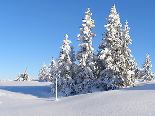 Image showing Trees in snow