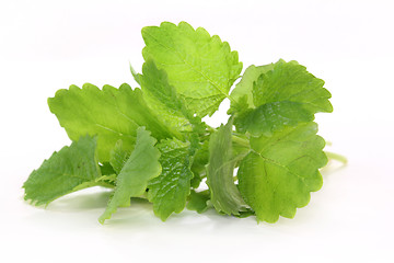 Image showing Lemon balm