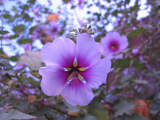 Image showing purple flower