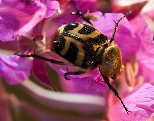 Image showing Beetle Trichius fasciatus (Scarabaeidae: Trichiinae)