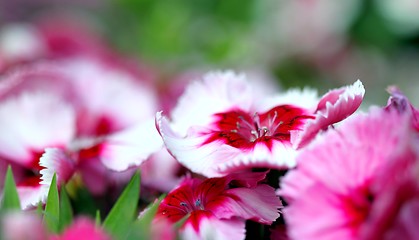 Image showing dianthus corona cherry magic