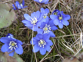 Image showing flower