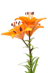 Image showing Orange lily flowers