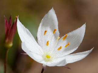 Image showing Forest flower-Trientalis europaea L.