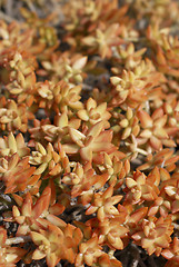 Image showing Succulent Plants