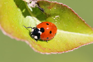 Image showing ladybug