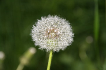 Image showing dandelion