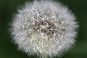 Image showing dandelion