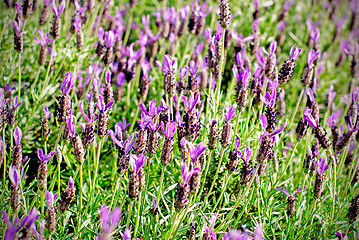 Image showing Heather Calluna vulgaris bush