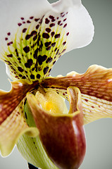 Image showing Close up of orchid (Paphiopedilum Maudiae) 