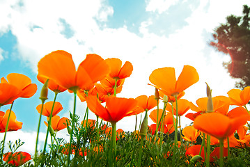 Image showing Orange Poppies Field 