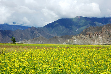 Image showing Landscape of rapeseed fields