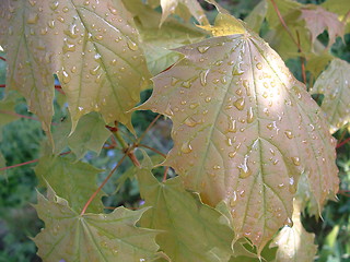 Image showing leafs