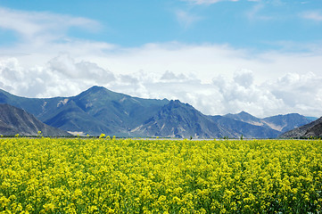 Image showing Landscape of rapeseed fields