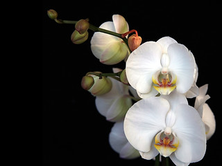 Image showing White orchid on black background