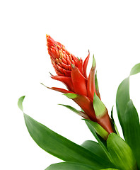 Image showing Bromelia Jungle Star Plant