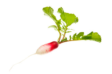 Image showing Radish