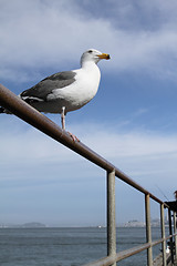 Image showing A seagull