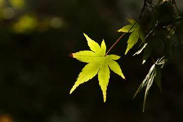 Image showing Green leaf