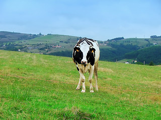 Image showing cow