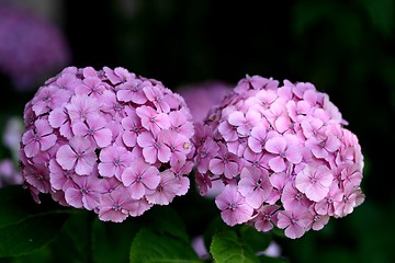 Image showing Hydrangea