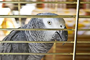 Image showing Parrot 