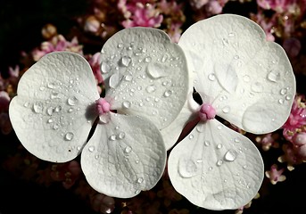 Image showing Hydrangea