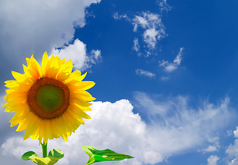 Image showing Sunflower