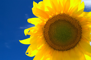 Image showing Yellow sunflower 
