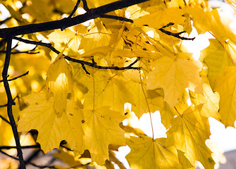 Image showing Yellow foliage